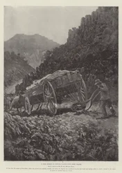 A Boer Method of Getting Wagons down Steep Places